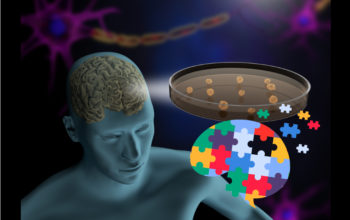 brain organoids for autism research