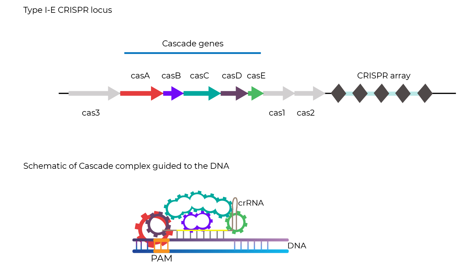 CRISPR gene Casade