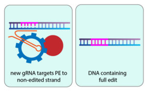 prime editor repairs genome