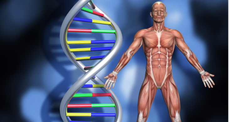 gene editing Duchene muscular dystrophy