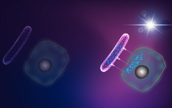 Biohijacking: light delivery system for eukaryotic cells