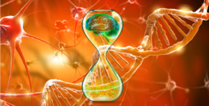 B cell depletion alleviates Alzheimer's disease progression