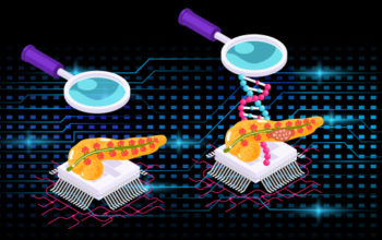 Pancreas on chip acts as time machine for pancreatic cancer