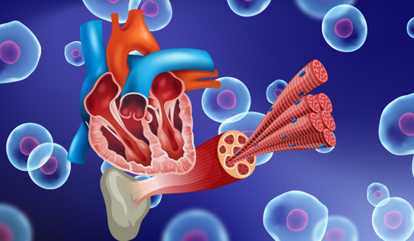 cellular therapy to improve symptoms of duchenne muscular dystrophy